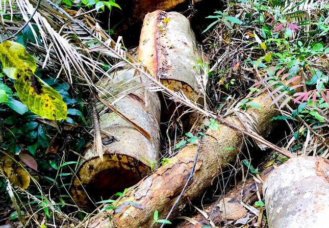 Gia Lai: Vào rừng Kbang, tận thấy gỗ khủng bị đốn hạ, đốt cháy ảnh 11