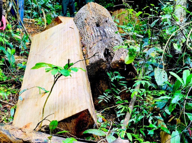Gia Lai: Vào rừng Kbang, tận thấy gỗ khủng bị đốn hạ, đốt cháy ảnh 3