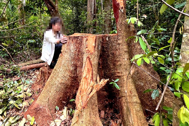 Gia Lai: Vào rừng Kbang, tận thấy gỗ khủng bị đốn hạ, đốt cháy ảnh 8