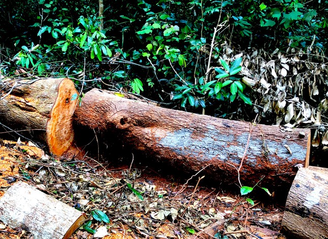 Gia Lai: Vào rừng Kbang, tận thấy gỗ khủng bị đốn hạ, đốt cháy ảnh 6