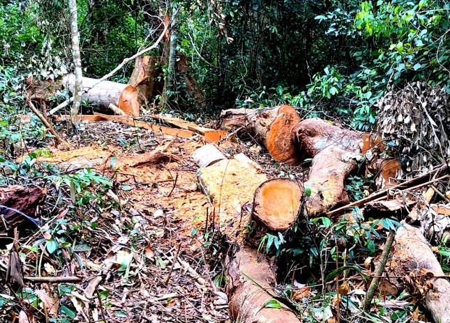 Gia Lai: Vào rừng Kbang, tận thấy gỗ khủng bị đốn hạ, đốt cháy ảnh 10