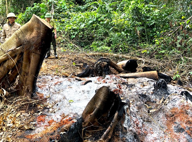 Gia Lai: Vào rừng Kbang, tận thấy gỗ khủng bị đốn hạ, đốt cháy ảnh 12