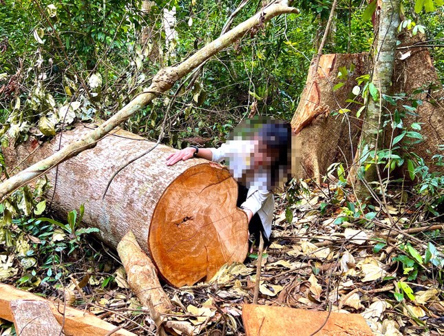 Gia Lai: Vào rừng Kbang, tận thấy gỗ khủng bị đốn hạ, đốt cháy ảnh 1