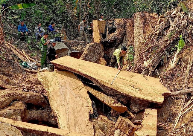 Công an Kon Tum bắt quả tang 2 đối tượng khai thác gỗ trái phép ảnh 1