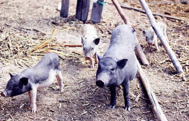 Giống lợn 'không cần cho ăn' ở Tây Nguyên ảnh 8