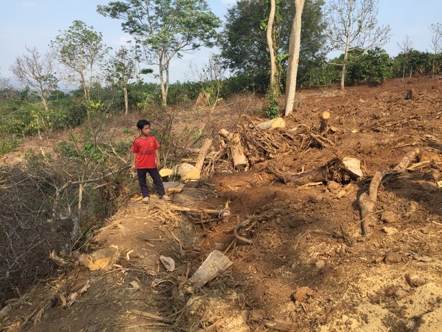 Hiện trường khai thác cây đa siêu 'khủng' tại Đắk Lắk ảnh 4