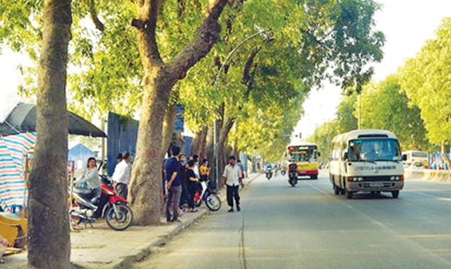 Bất khả kháng mới phải chặt cây xanh ảnh 1