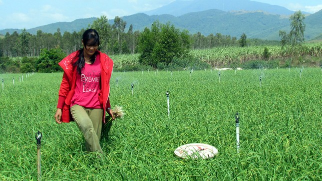 “Người Lý Sơn” trồng tỏi ở Khánh Hòa ảnh 2