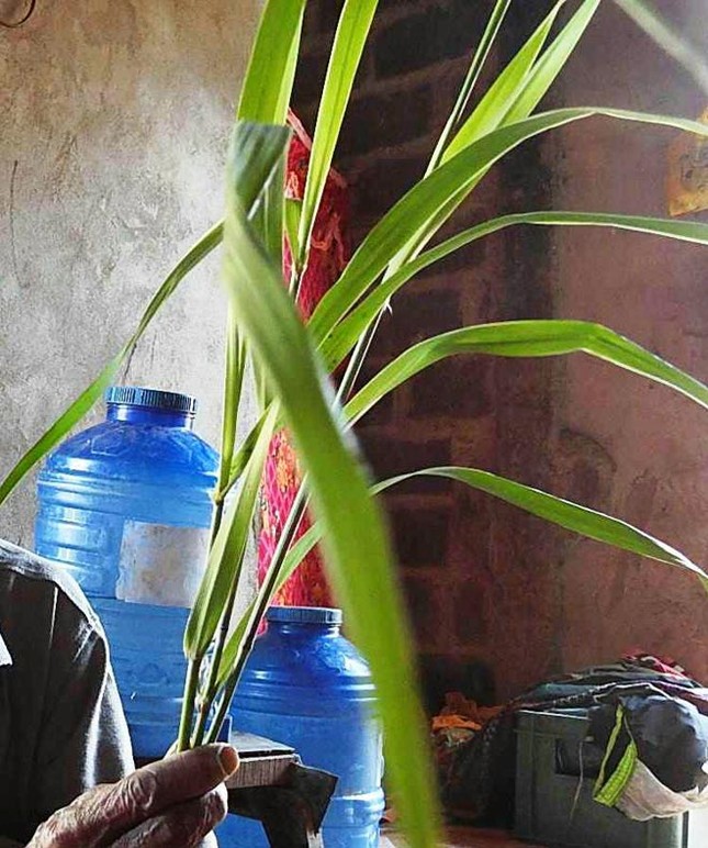 Tìm cây chữa thất tình ảnh 1