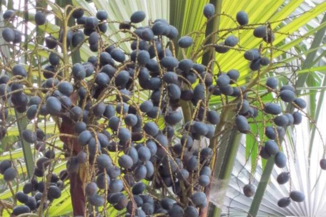 Mùa cọ ở Nậm Càn ảnh 2
