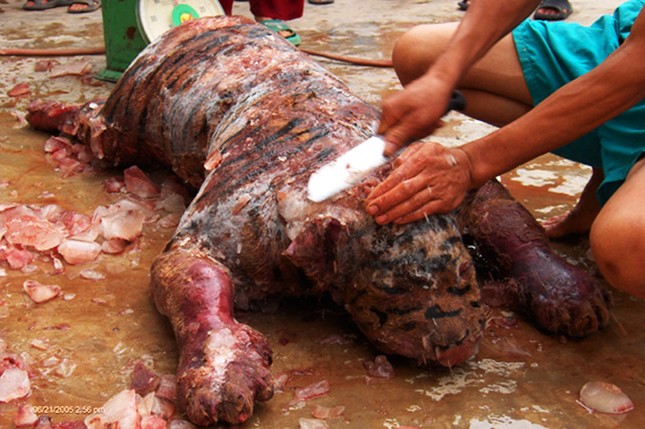 Báo động thú ăn chơi hủy hoại môi trường: Ăn tới... tuyệt chủng! ảnh 1
