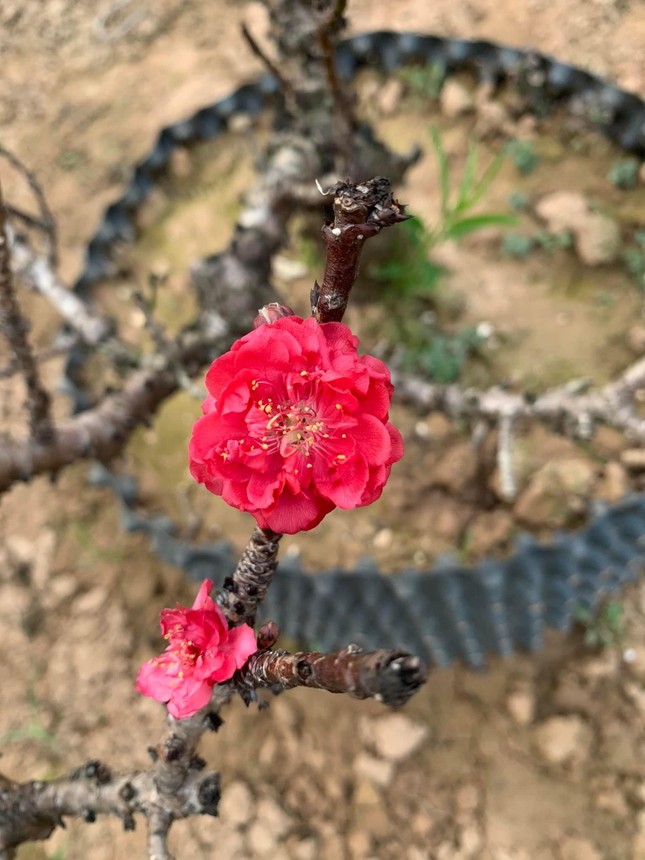 Hà Nội: Ngắm những dáng đào 'vương giả' chuẩn bị xuống phố đón Tết ảnh 9