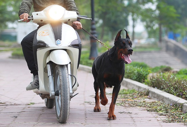 Kiếm tiền tỉ từ 'chó chiến', chó cưng ảnh 3