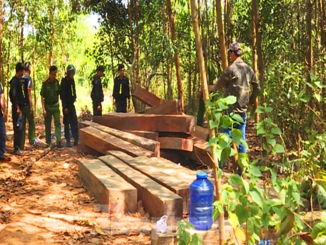 Điều tra vụ phá rừng ở Đắk Lắk, phát hiện nhiều điểm tập kết gỗ lậu ảnh 2