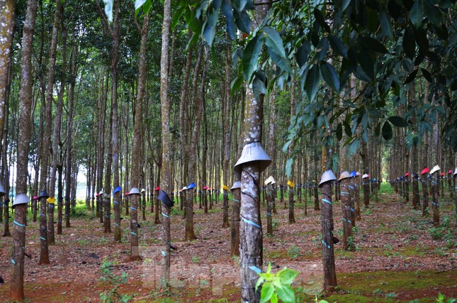 Cận cảnh Trung tâm điều dưỡng 68 tỷ hoang vắng giữa rừng cao su ảnh 3