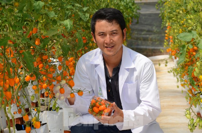 Vườn cà chua siêu ngọt, trĩu quả hút khách ở Tây Nguyên ảnh 5