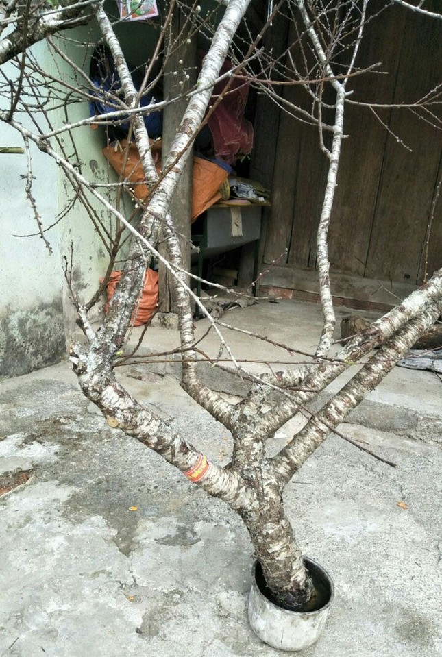 Sơn La nói gì về việc truy xuất nguồn gốc đào rừng khiến hoạt động buôn bán tê liệt? ảnh 4