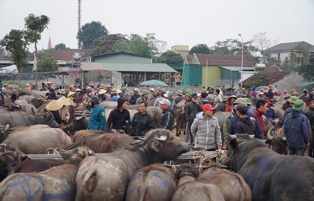 Bộ Nông nghiệp ra văn bản khẩn về việc trâu bò nhập lậu chứa chất cấm ảnh 1