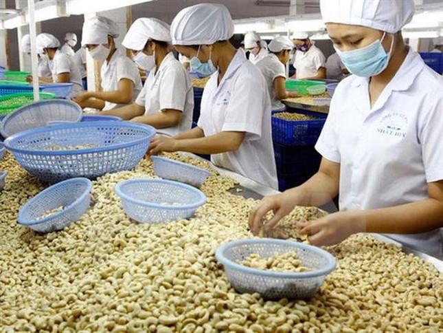 Việt Nam nhập khẩu hạt điều tăng vọt, giai đoạn bất thường tái diễn? ảnh 1