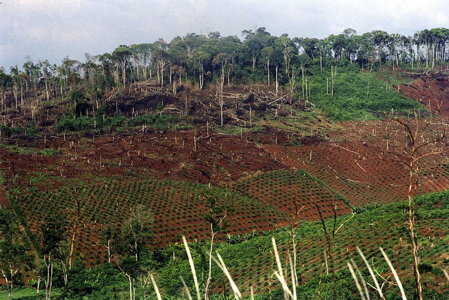 EU cấm nhập khẩu cà phê, cao su trồng tại vùng đất rừng suy thoái ảnh 1