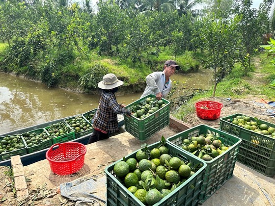 Sầu riêng rớt giá từ 200.000 đồng/kg xuống 50.000 đồng/kg ảnh 2