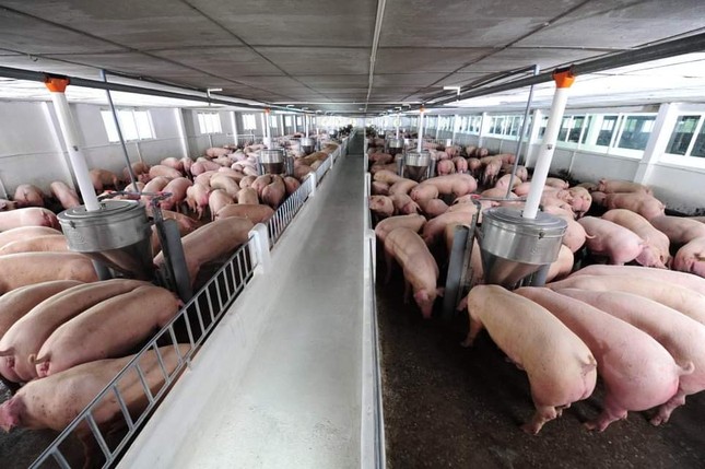 Giá lợn hơi tăng mạnh, sắp cán mốc 70.000 đồng/kg ảnh 1