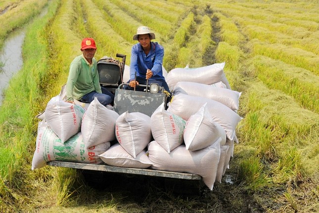Các nước cấm xuất khẩu gạo, Bộ Nông nghiệp đề xuất gì với Thủ tướng? ảnh 1