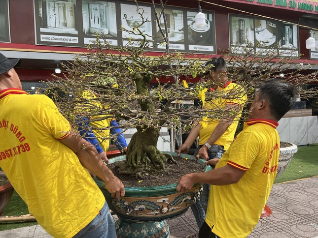 Cho thuê hoa, cây cảnh đắt khách ảnh 1