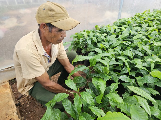 Giá cà phê tăng vọt, cây giống ‘cháy hàng' ở Đắk Lắk ảnh 2