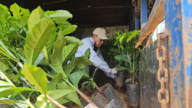 Giá cà phê tăng vọt, cây giống ‘cháy hàng' ở Đắk Lắk ảnh 4