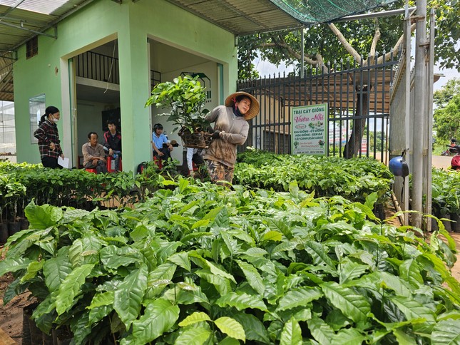 Giá cà phê tăng vọt, cây giống ‘cháy hàng' ở Đắk Lắk ảnh 3