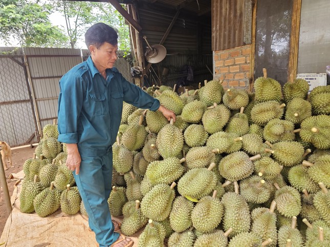  Cơn sốt sầu riêng: Nhiều người lỗ tiền tỷ, nhà cửa 'bay' trong nốt nhạc ảnh 5