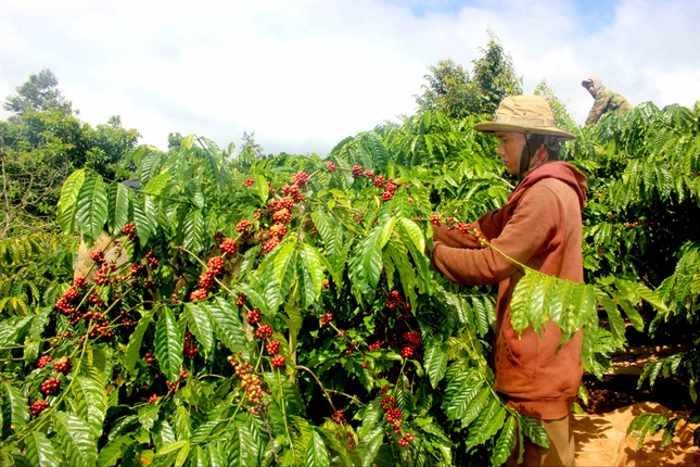 Cà phê chín rộ, nông dân Tây Nguyên hối hả thu hoạch ảnh 1