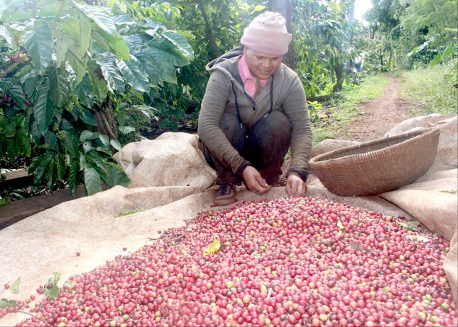 Cà phê chín rộ, nông dân Tây Nguyên hối hả thu hoạch ảnh 5