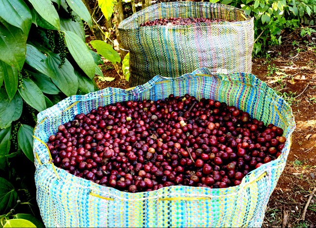 Cà phê chín rộ, nông dân Tây Nguyên hối hả thu hoạch ảnh 6