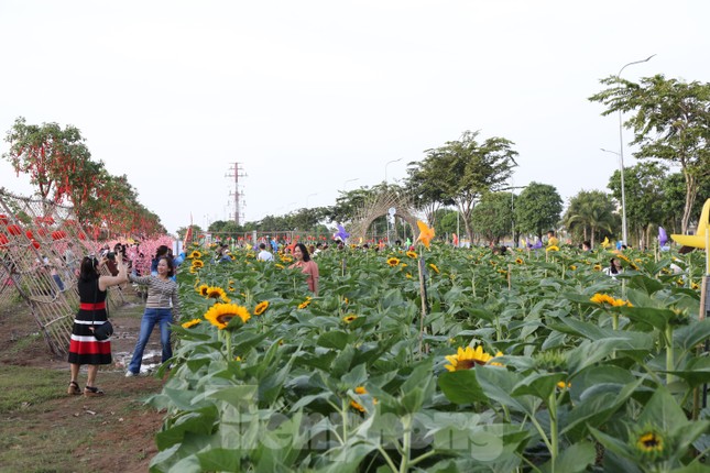 Vườn hướng dương 12.000m2 tại TPHCM thu hút giới trẻ ảnh 1