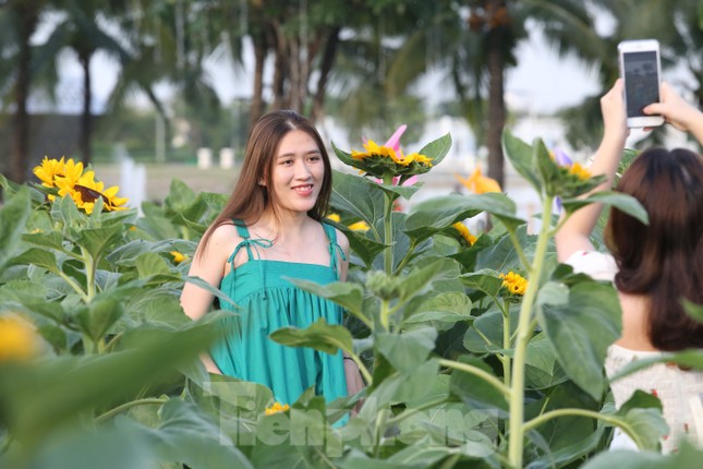 Vườn hướng dương 12.000m2 tại TPHCM thu hút giới trẻ ảnh 9
