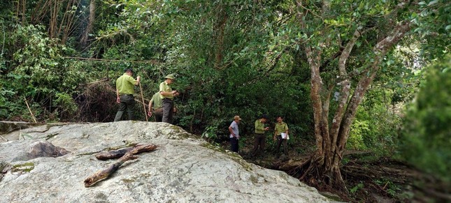 Tê tê Java quý hiếm cùng nhiều loại động vật hoang dã được thả về tự nhiên ảnh 5