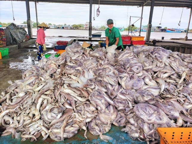 Ngư dân Cà Mau hối hả chuyến cuối năm, đón giao thừa trên biển ảnh 2