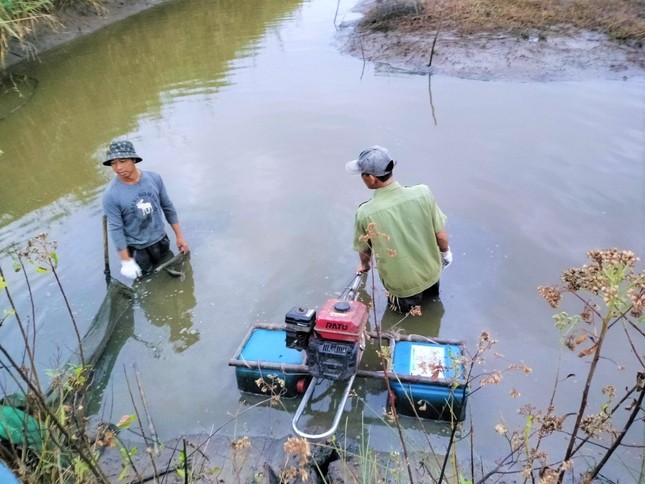 Nông dân Cà Mau tất bật thu hoạch tôm càng xanh ngày mùng 1 Tết ảnh 5