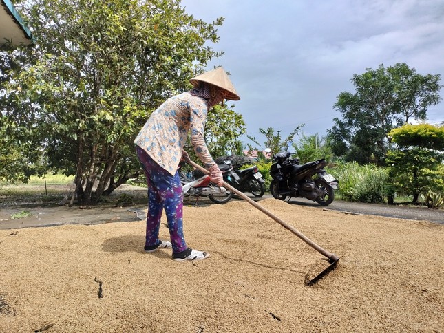 Đề nghị điều tra những bất thường trong đấu thầu mua lúa giống, phân bón tại Cà Mau ảnh 1