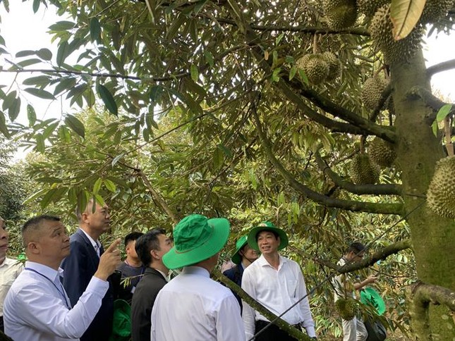 Loại cây ở Đồng Nai xuất khẩu sang TQ sẽ mang về ngàn tỷ, nhiều xã tỷ phú nhờ cây tiền tỷ ảnh 1