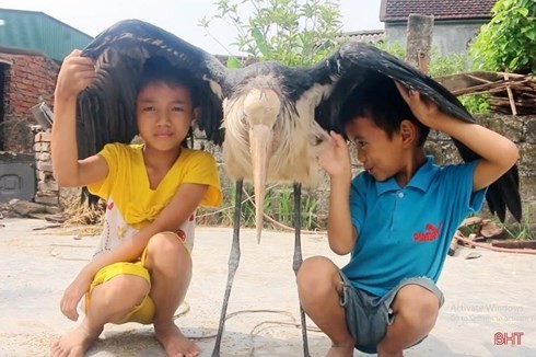 Thông tin mới nhất về chú chim lạ khổng lồ, cực hiếm ở Hà Tĩnh ảnh 1