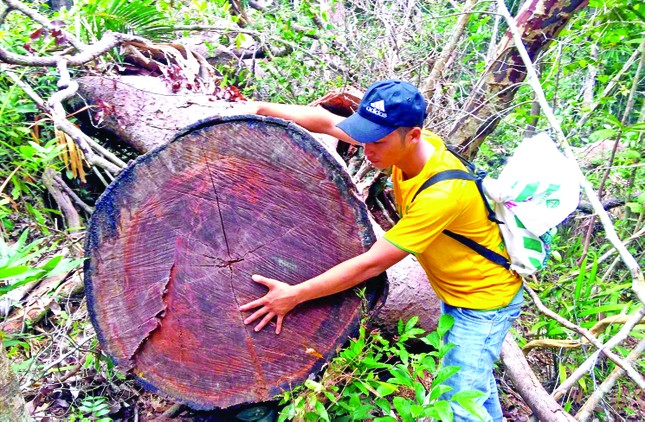 Không muốn bút danh nhạt nhòa ảnh 1