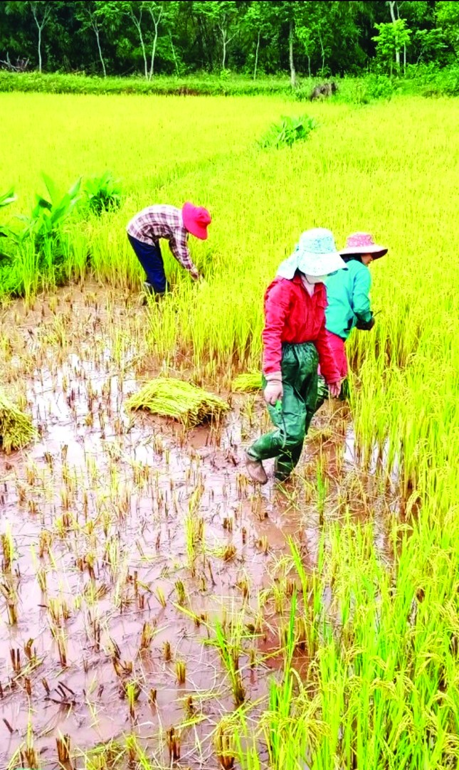 Đệp cù cha thơm ngon giữa đại ngàn Trường Sơn ảnh 2