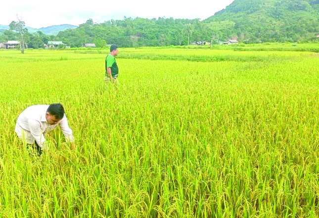 Đệp cù cha thơm ngon giữa đại ngàn Trường Sơn ảnh 1