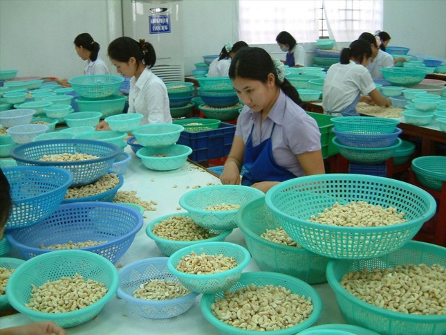 Cảnh báo lừa xuất khẩu nông sản ảnh 1