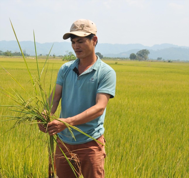 Vựa lúa của Tây Nguyên điêu đứng ảnh 1