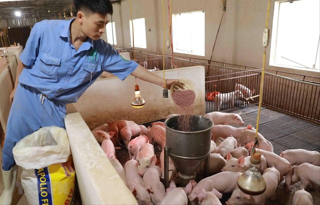 Sắp có 'van điều tiết' giá thức ăn chăn nuôi ảnh 1