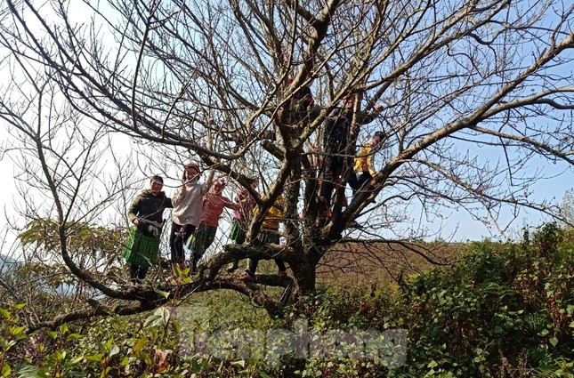 Dân buôn bỏ cuộc, người vùng cao lo mất Tết vì đào rừng khó về xuôi ảnh 2